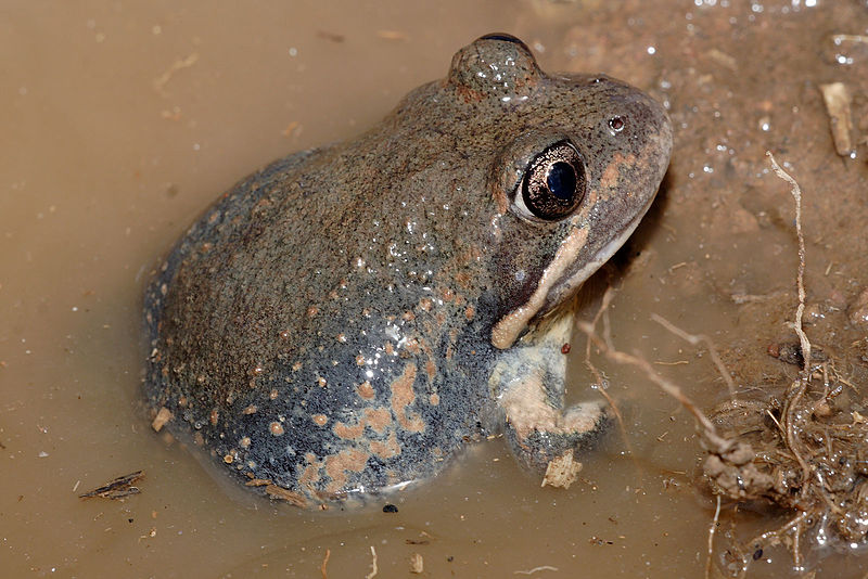 Frog-in-the-Mud.jpg